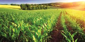 Green maize field in the sunshine