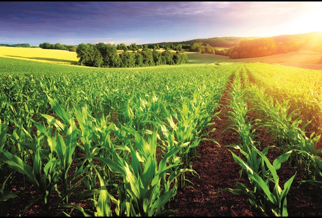 Grünes Feld im Sonnenschein