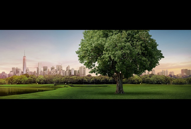 Park landscape in front of a skyline