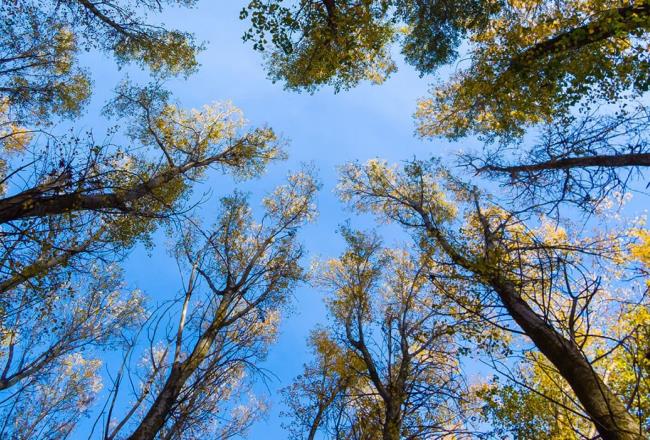 Circular economy forest