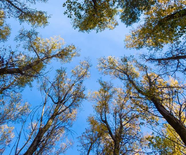 Circular economy forest