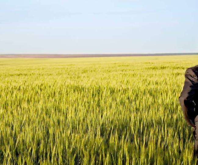 Man in the rapeseed field